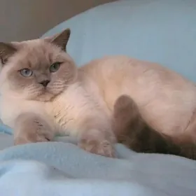 Кот на вязку