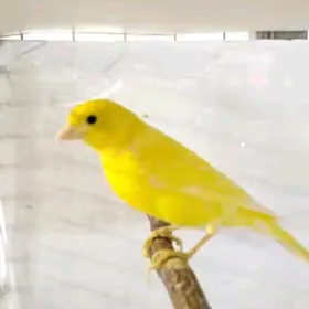 канарейка