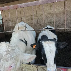 Galişdeyn kanadka okuz