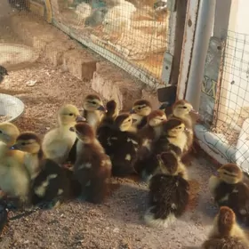 мусгус жуже musgus