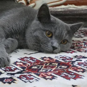 Шотландская прямоухая девчонка