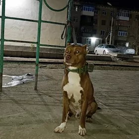 собака pit bul питбуль