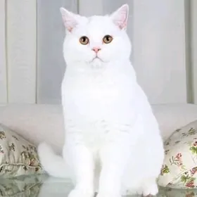 pisik белый шотландский кот