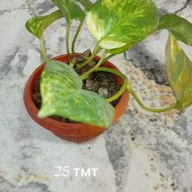 домашние растения