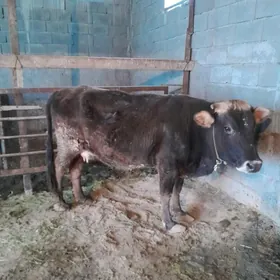 Tohum sygyr sagylùa.