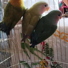 неразлучники попугаи