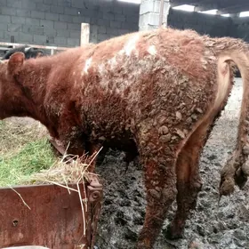 öküz 5sany tuwe 1sygyr2