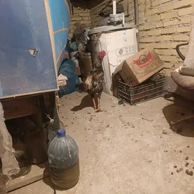 Байсовы хораз