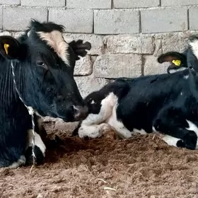 Semental we Galşteýin mallar