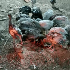 indik we towuk jüje