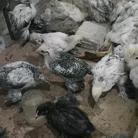 Atasy Brama Enesi Balgar Jüje