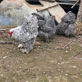 balgar brama yumurtga