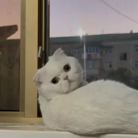 кот на вязку