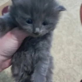 Pisik Pişik pisikler