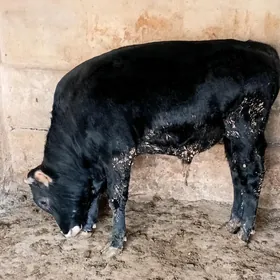 bakylan öküz şwes