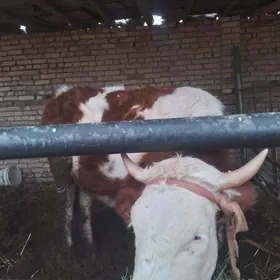 татар сментал