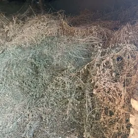 yorunja guradylan 2 teleşge