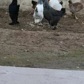 Брама товик