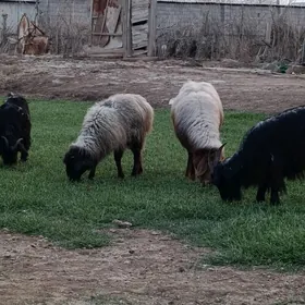 çebiş  işek guzy atan goýun