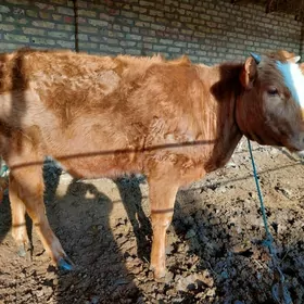 Сминтал гатыш Гунажын