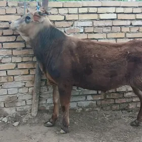 сатлык окиз