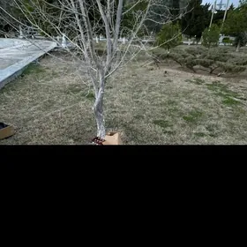 GITARA AKUSTIKA 41LIK MODEL