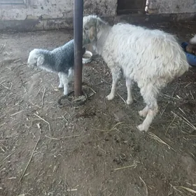 гойын гузылы