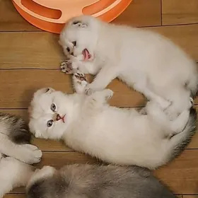 Шотландские котята