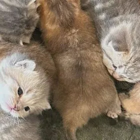 шотланский катята