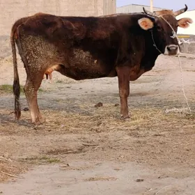 arginal śwes bogoz sygyr