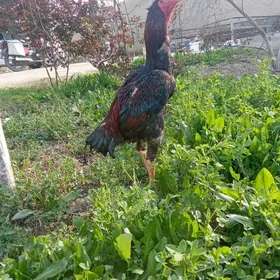 Ташкент хороз