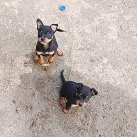 той тирйе девичка