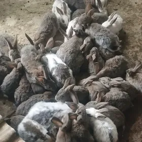 Towşan oňyşyk bar