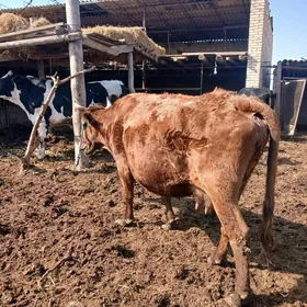 богаз суйтли инак