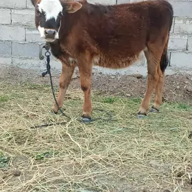 Simental sygryn golesi tuwe