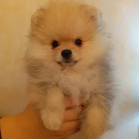 Померанский мини шпиц
