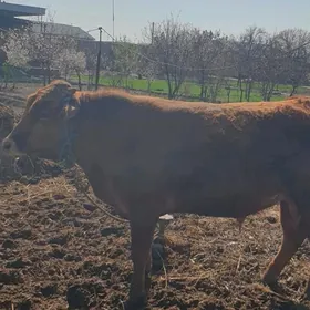 Arassa bakylan ökuz