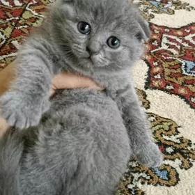 шотландские вислоухие котята