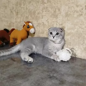 шотландская шиншилла