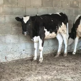 Golişdeýin tüweler