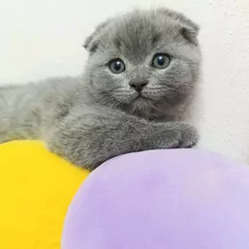 шотландские котята