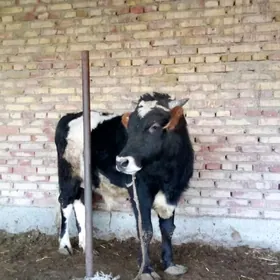 Tohum Gibrit Öküzler 3 Sany