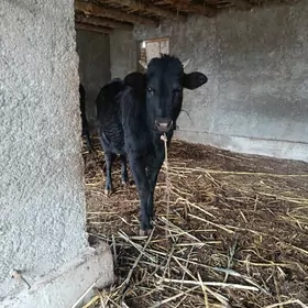 çorny piostra gaçar