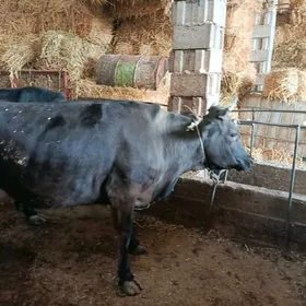 satlyk sygyr sagylyan gölesiz