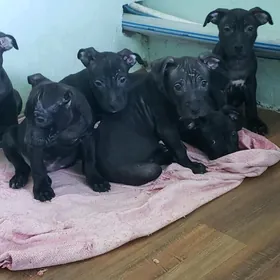 Питбуль  Щенки