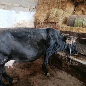 sagymlyk sygyr gölesi yok