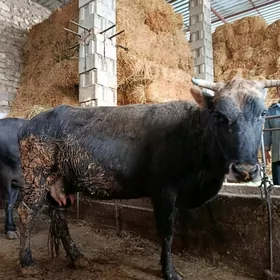 sagylyan sygyr gölesi yok