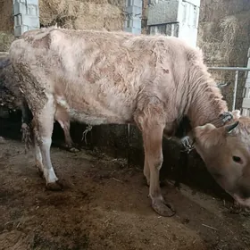 sagymlyk sygyr gölesi yok