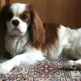 Кавалер кинг чарльз спаниэль