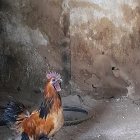 Lakedanzi.towuk.horoz.para